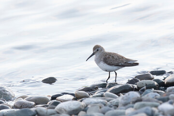 Fototapeta premium Dunlin stands on the sandy river bank