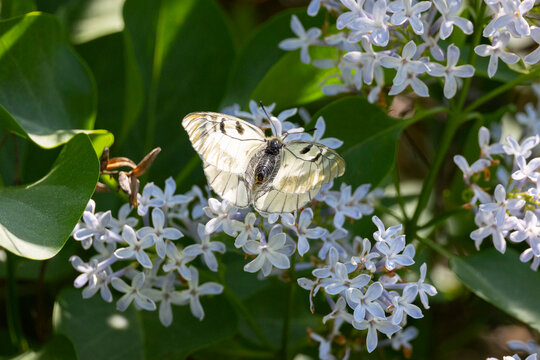 A close-up of an Clouded Apollo butterfly perched on a blossoming lilac branch