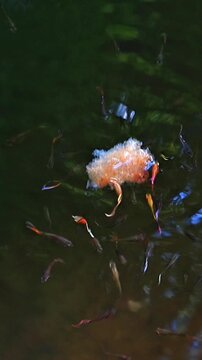 Vertical Video of Colorful Guppy Fish Swarm Feeding on Water Surface
