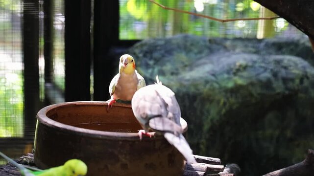 The Cockatiel parrot, the most famous pet bird from Australia, drinking water from the bowl