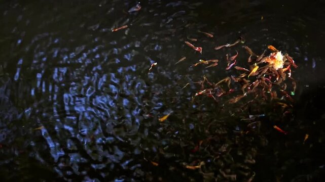 Sunlit Guppy Fish School Swimming on Surface of Abandoned Water Well