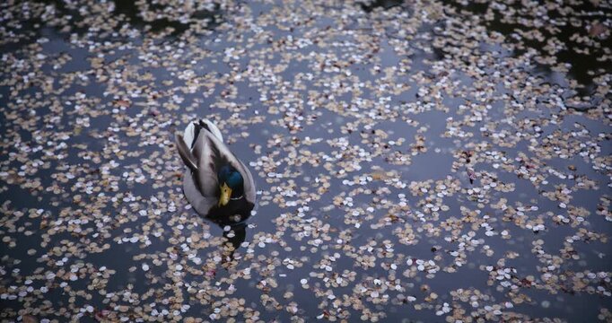 Single duck floating in Japanese pond with small floating leaves