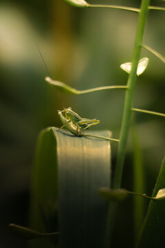 grasshopper on a leaf