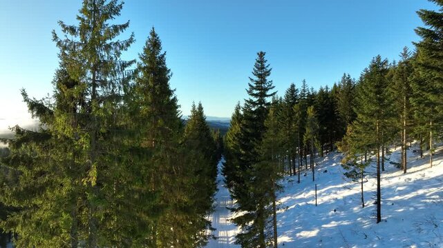 Aerial vertical rise between evergreen spruce trees revealing misty mountain valley in side sunrise light