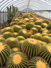 Fototapeta premium Golden Barrel Cactus Greenhouse Nursery Interior