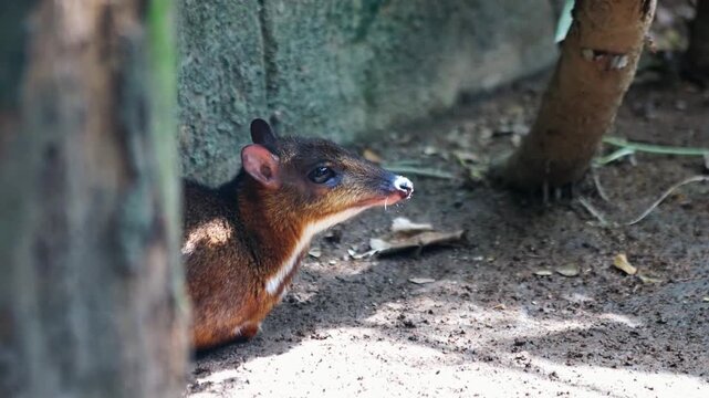 Mouse deer resting in the shadow in animals park
