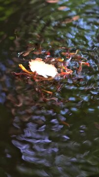 Vertical Video of Colorful Guppy Fish Swarm Feeding on Water Surface