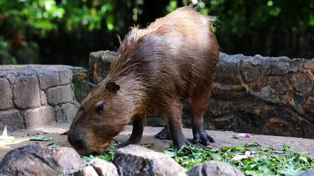 Cute funny capybara enjoying the food in the park