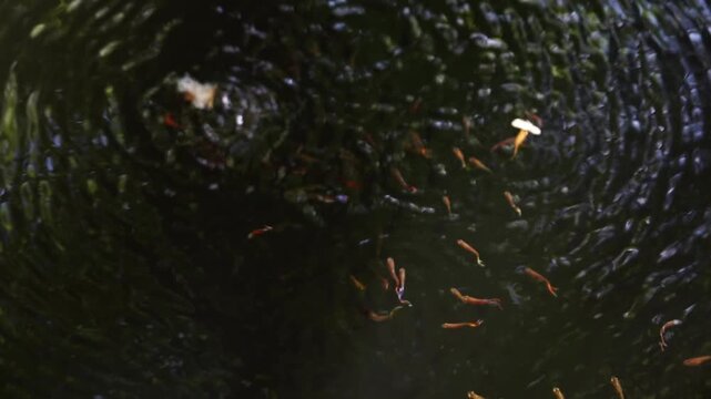 Sunlit Guppy Fish School Swimming on Surface of Abandoned Water Well