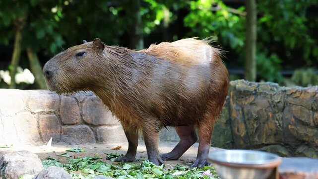 Cute funny capybara enjoying the food in the park