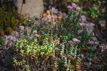 Obraz premium Flowering Crassula Succulents Growing in a Botanical Garden