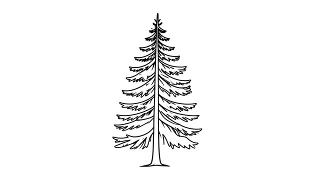 Isolated pine tree outline, evergreen forest element, natural woodland symbol, simple line art, coniferous plant icon