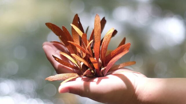 wing seeds are carried and spread in the rain forest by the wind.