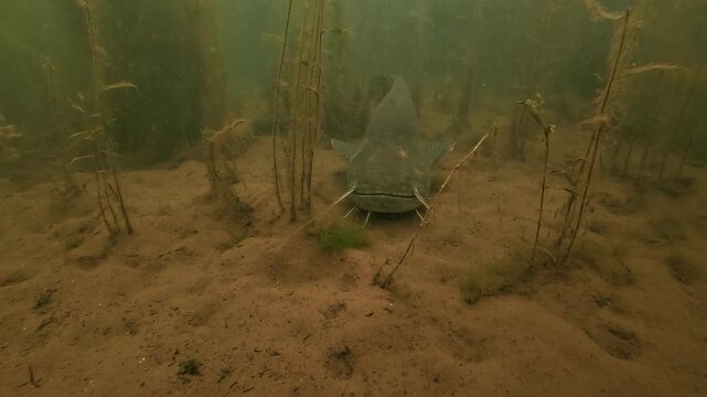Wels catfish - Silurus glanis - lies motionless on the lakebed as a second individual rushes forward and forcefully hits the underwater camera.