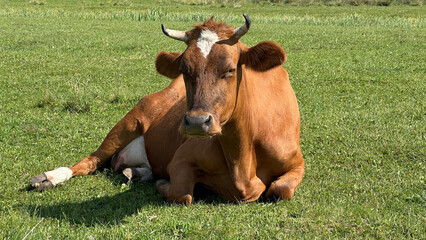 Cow. A red cow lies in a field © Леся Серпутько