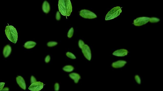 Mint Leaves Falling Animation on Alpha Channel, Fresh Green Peppermint Leaves Summer Drink and Food Herb isolated social media motion design element