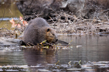 Side view profile North American beaver Castor canadensis foraging along rocky riverbank horizontal format © Annette Buchkowski
