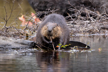 Wild North American beaver Castor canadensis chewing on saplings near riverbank © Annette Buchkowski