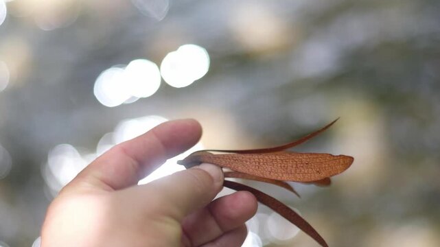 wing seeds are carried and spread in the rain forest by the wind.