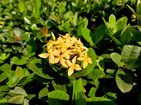 Beautiful Ixora in the Garden.Other common names include viruchi,rangan,kheme,ponna,chann tanea, techi, pan,siantan,needle-jarum or jejarum,jungle flame,jungle geranium, cruz de Malta and othersarden.