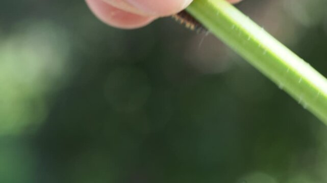 Macro Video of Seven-spot Ladybird Larva (Coccinella septempunctata) Feeding on Aphids