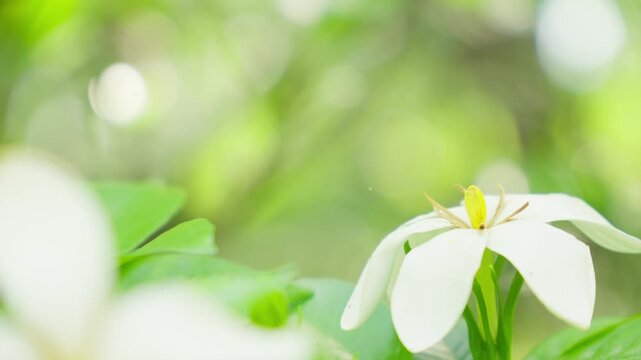 初夏の穏やかな風に揺れる一重のクチナシの白い花とキラキラ輝く木漏れ日の背景