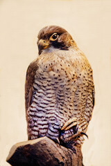 Fototapeta premium Peregrine falcon bird on a white background. Birds, ornithology, ecology.