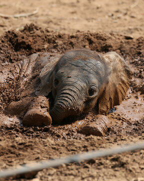 Adorable Young Elephant Calf Enjoys Mud-Bathing in African Safari Park - Wildlife Conservation and Animal Playtime Photos