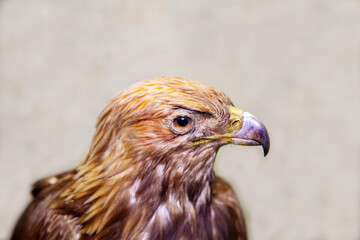 Fototapeta premium A golden eagle bird with a sharp beak on a light background. Birds, ornithology, ecology.