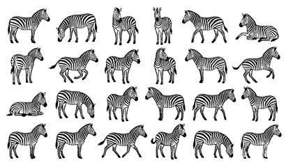 Big herd of walking and standing zebra sketches collection vector © MstNadiya