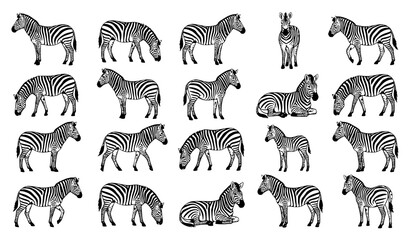 Large collection of wild zebra silhouettes in various poses vector © MstNadiya