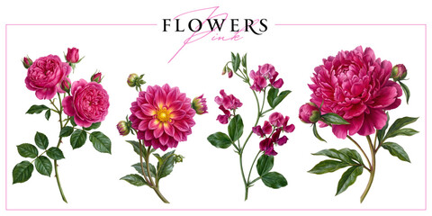Fototapeta premium Fuchsia pink garden flowers isolated on a white background. Vintage painting style illustration.