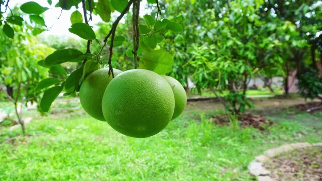 Big green pomelo fruits hanging on a tree branch inside a lush orchard garden, citrus plantation.