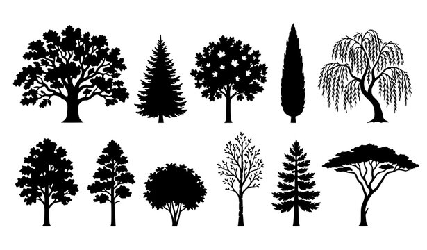 Forest trees silhouettes set including pine cypress and willow vector