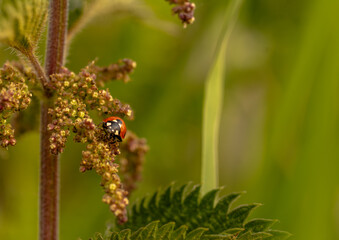 Fototapeta premium Seven-spot ladybird, Coccinella septempunctata, on a leaf, Southwold, Suffolk, England.