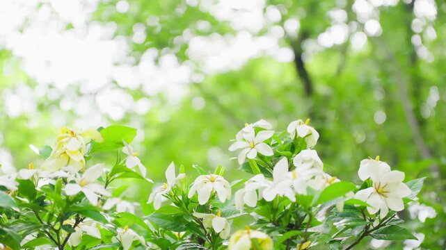 初夏の日差しを浴びて咲くクチナシの白い花とキラキラ光る木漏れ日の背景