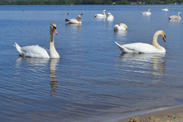 Fototapeta premium White Swan on the Lake. Mute Swan (Cygnus olor) gliding across the Lake at sunset. European bird wildlife. A beautiful swan swimming in a pond.A mute swan wading in a deep lake