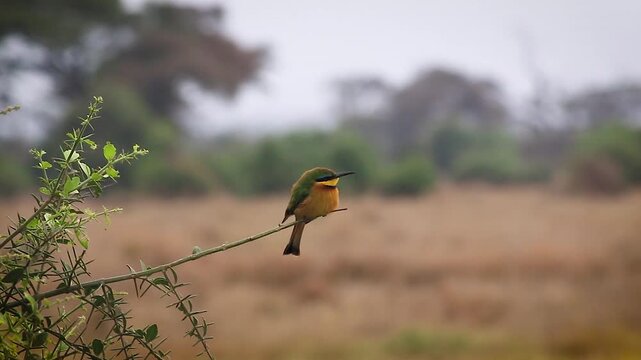 Colorful little bee-eater bird perched on a branch in African savanna grassland