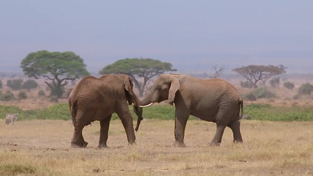 Two bull African elephants sparring with tusks on open savanna with zebras in background