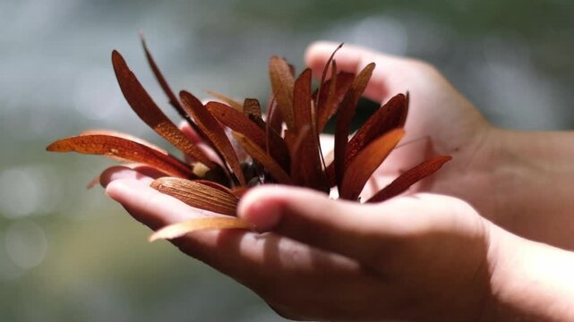 wing seeds are carried and spread in the rain forest by the wind.
