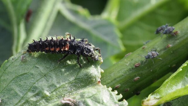 Macro Video of Seven-spot Ladybird Larva (Coccinella septempunctata) Feeding on Aphids