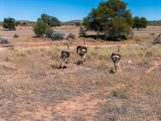 Naklejka premium Three ostriches stride across sandy semi arid savanna in Namibia with acacia like trees, tawny grasses, and distant low hills under a deep sky, ground level view.