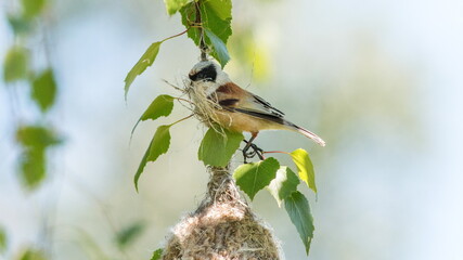blue tit on a branch © lazalnik