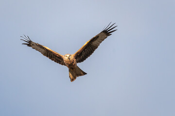 Obraz premium Red kite (Milvus milvus) in direct head-on flight with full wingspan spread against blue sky, Chilterns, Buckinghamshire, England, UK
