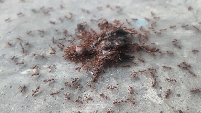 A close-up shot showing a colony of red ants completely surrounding a dead baby bird on the floor.
