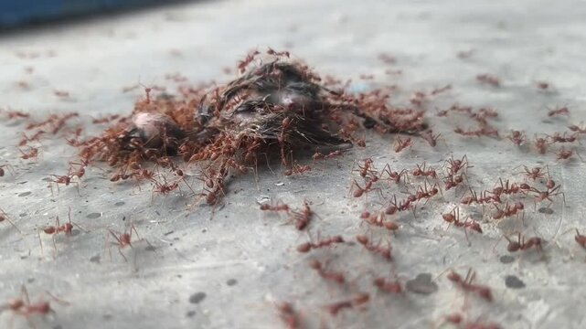 Numerous red fire ants work together to scavenge a lifeless bird carcass in an outdoor setting