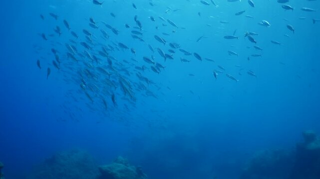 boops boops linnaeus fish school underwater reflections and shadows background at the sandy bottom of ocean