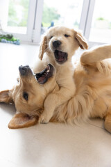 Obraz premium Two golden retriever dogs playing on smooth pale floor near white-framed doors with blue-green mat