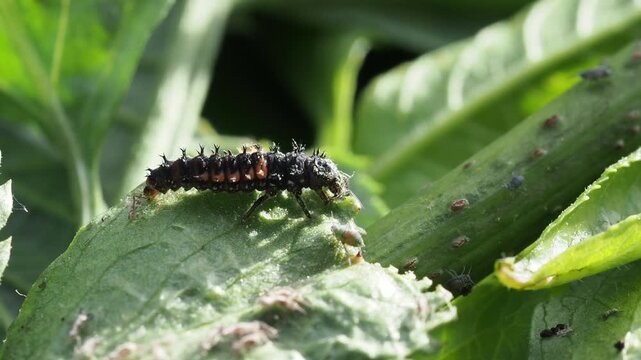 Macro Video of Seven-spot Ladybird Larva (Coccinella septempunctata) Feeding on Aphids