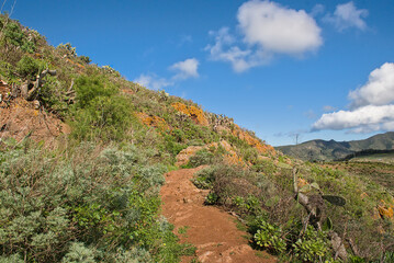Obraz premium rocky hiking trail in the green Anaga mountains under a blue sky in Tenerife, Canary islands, Spain 